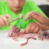 KidzLabs Excavación de Insectos · 4M