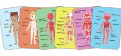 Rompecabezas magnético del cuerpo humano · Hape
